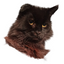 alonicus profile picture