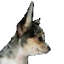 bashadow profile picture
