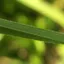 bladesofgrass profile picture