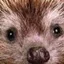 bucipuci profile picture