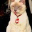 chocolatescorpi profile picture