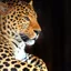 dr-leopard profile picture