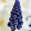 muscara profile picture