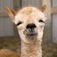 niloa profile picture
