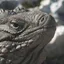 pardinus profile picture