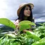 sandypham profile picture